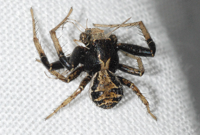 Xysticus sp.